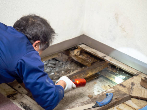 Best Post-Flood Mold Remediation in Morris, IL