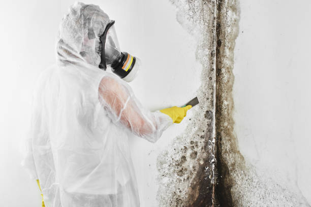 Best Residential Mold Remediation in Morris, IL
