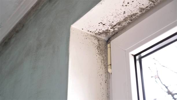Best Insurance-Related Mold Remediation in Morris, IL