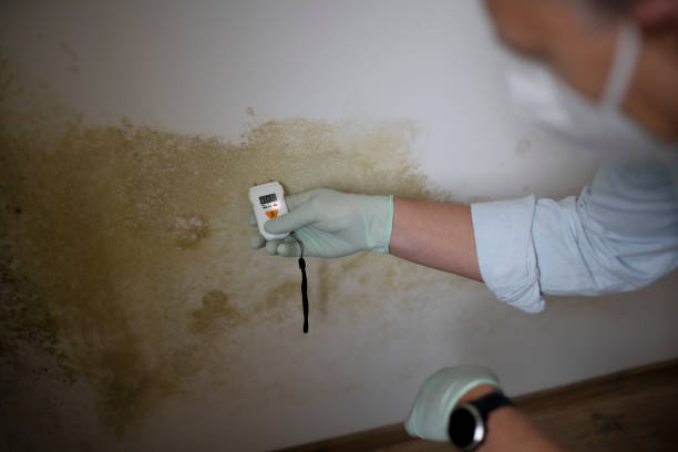 Best Kitchen Mold Remediation in Morris, IL