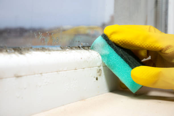 Best Crawl Space Mold Remediation in Morris, IL