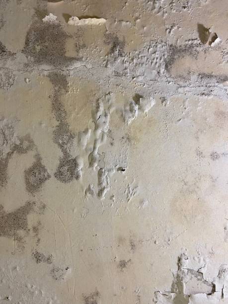 Best Residential Mold Remediation in Morris, IL