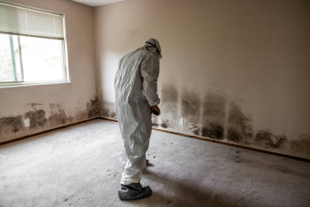 Best Mold Remediation for Schools in Morris, IL