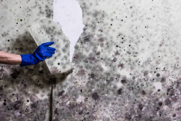 Best HVAC Mold Remediation in Morris, IL